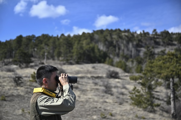 Foto - Çalışmalar meyvesini verdi! Nesli tükenmek üzereydi sayı arttı