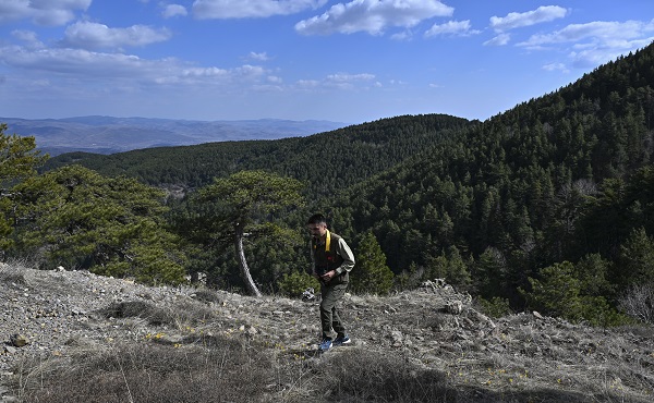 Foto - Çalışmalar meyvesini verdi! Nesli tükenmek üzereydi sayı arttı