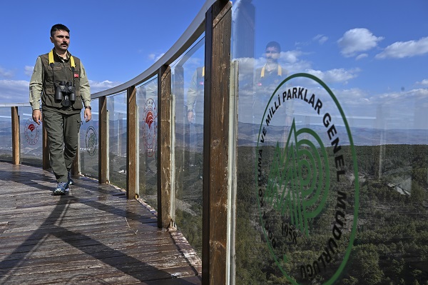 Foto - Çalışmalar meyvesini verdi! Nesli tükenmek üzereydi sayı arttı