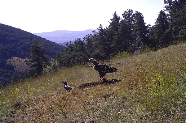 Foto - Çalışmalar meyvesini verdi! Nesli tükenmek üzereydi sayı arttı