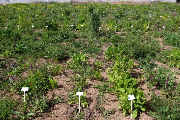 Foto - Çalışmalarda gaza basıldı! Türkiye tarımına damga vuracak bölge