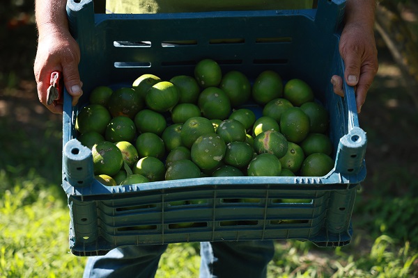 Foto - Çalıştıracak kimseyi bulamadı! Oysa yevmiyesi bin TL