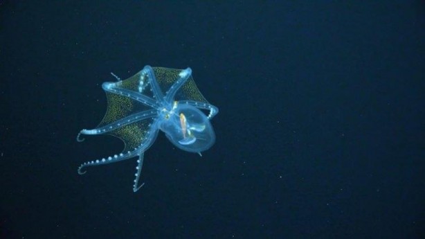 Foto - 'Cam Ahtapot' görüntülendi