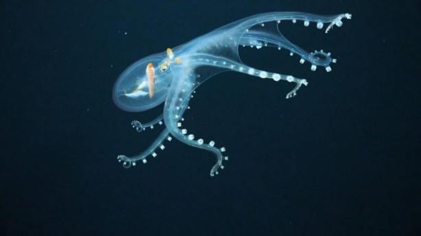 Foto - 'Cam Ahtapot' görüntülendi