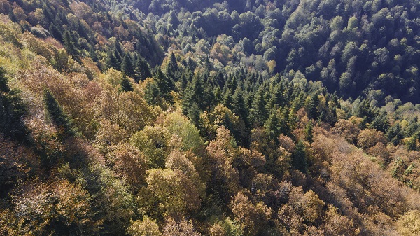 Foto - Çam Dağı'na sonbaharın renkleri 