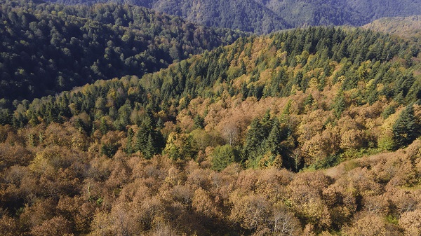 Foto - Çam Dağı'na sonbaharın renkleri 