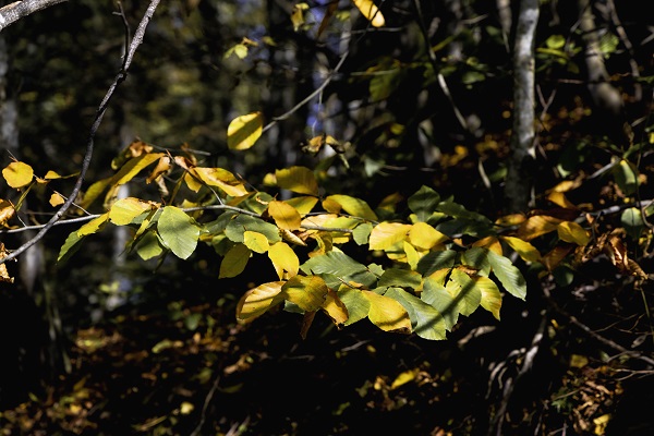 Foto - Çam Dağı'na sonbaharın renkleri 