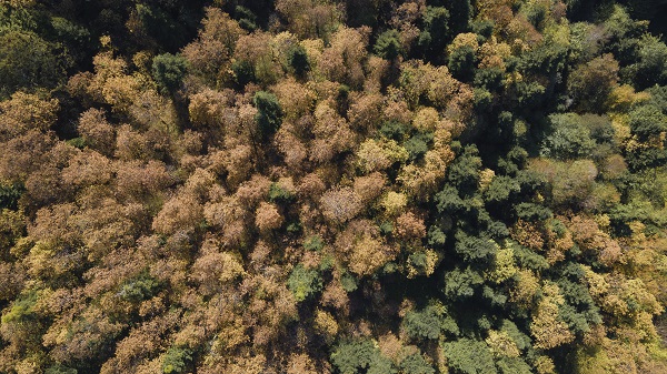 Foto - Çam Dağı'na sonbaharın renkleri 