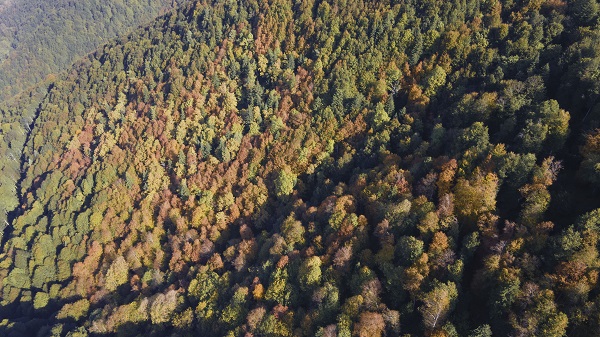 Foto - Çam Dağı'na sonbaharın renkleri 