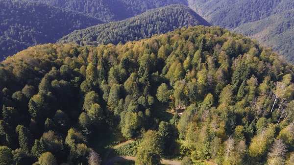 Foto - Çam Dağı'na sonbaharın renkleri 