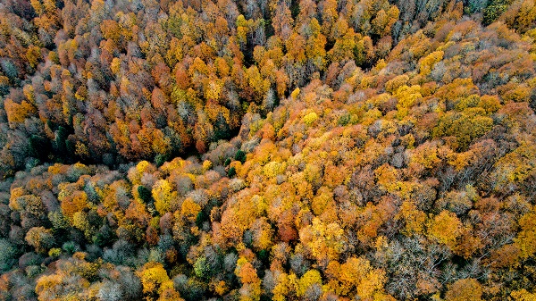 Foto - Çam Dağı’nda renk cümbüşü