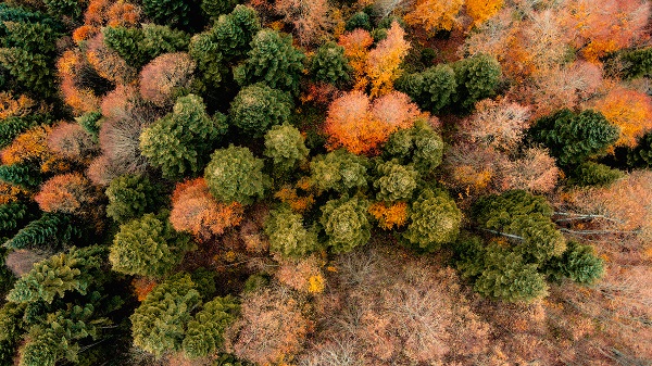 Foto - Çam Dağı’nda renk cümbüşü