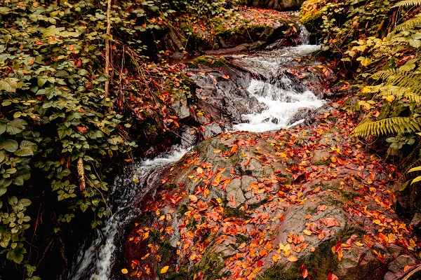 Foto - Çam Dağı’nda renk cümbüşü