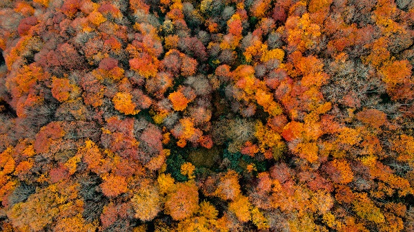 Foto - Çam Dağı’nda renk cümbüşü