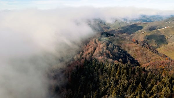Foto - Çam Dağı'nda renk cümbüşü