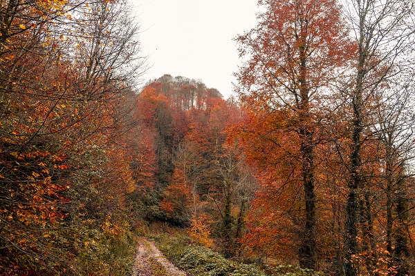 Foto - Çam Dağı’nda renk cümbüşü