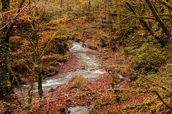 Foto - Çam Dağı’nda renk cümbüşü