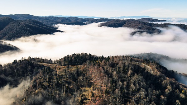 Foto - Çam Dağı'nda renk cümbüşü