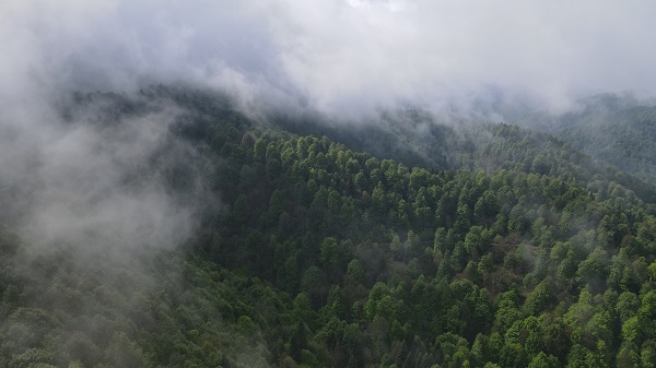Foto - Çam Dağı'nda "sis" başka güzel
