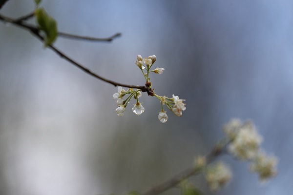 Foto - Çam Dağı'nda "sis" başka güzel