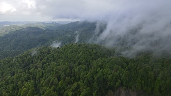Foto - Çam Dağı'nda "sis" başka güzel