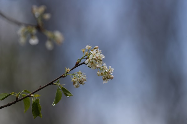 Foto - Çam Dağı'nda "sis" başka güzel