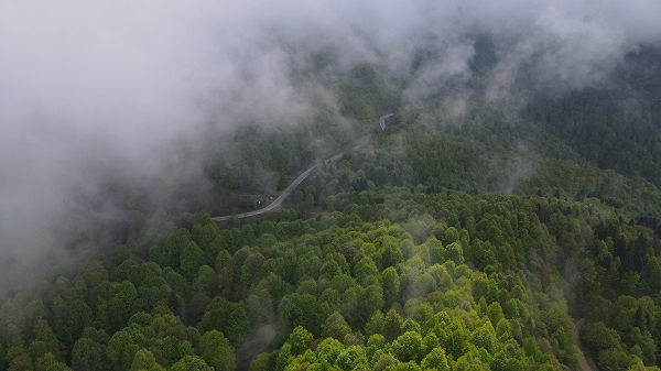 Foto - Çam Dağı'nda "sis" başka güzel