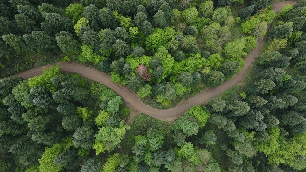 Foto - Çam Dağı'nda "sis" başka güzel