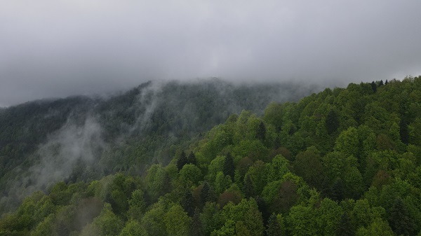 Foto - Çam Dağı'nda "sis" başka güzel