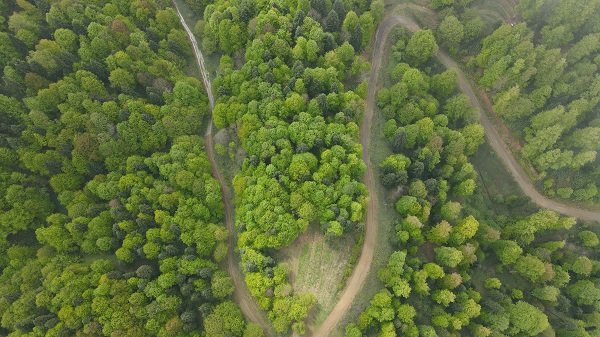 Foto - Çam Dağı'nda "sis" başka güzel