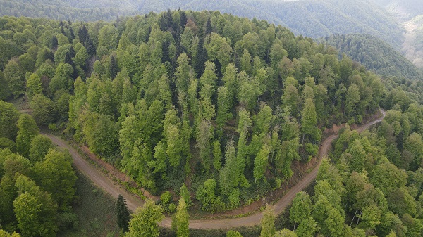 Foto - Çam Dağı'nda "sis" başka güzel