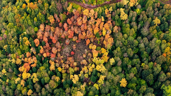 Foto - Çam Dağı'nda sonbahar manzarası 