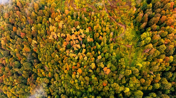 Foto - Çam Dağı'nda sonbahar manzarası 