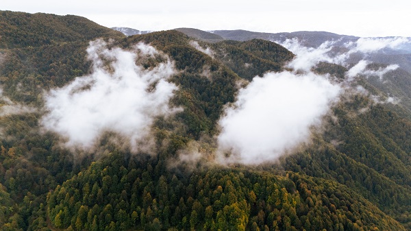 Foto - Çam Dağı'nda sonbahar manzarası 