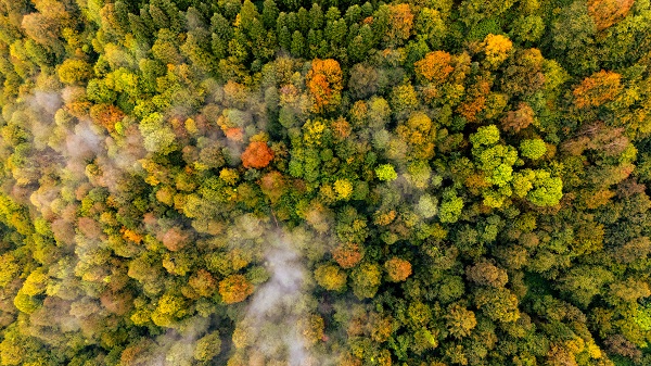 Foto - Çam Dağı'nda sonbahar manzarası 