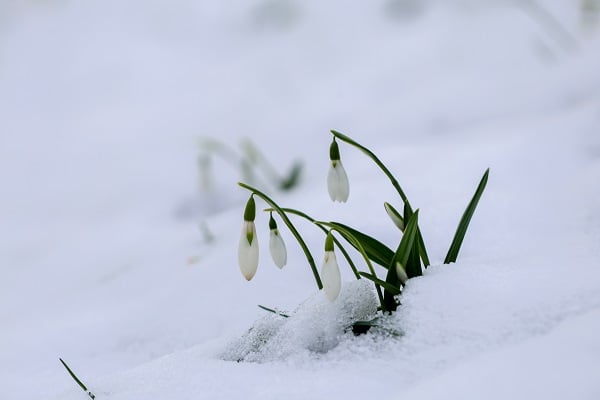 Çam Dağı'nın eteklerinde mest eden görüntü