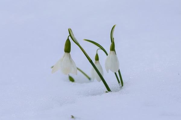 Foto - Çam Dağı'nın eteklerinde mest eden görüntü