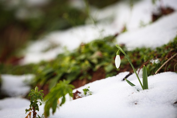 Foto - Çam Dağı'nın eteklerinde mest eden görüntü