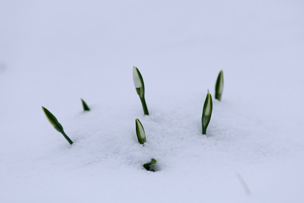 Foto - Çam Dağı'nın eteklerinde mest eden görüntü
