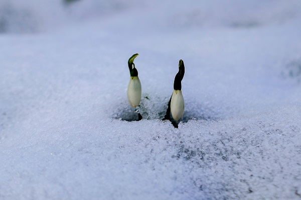 Foto - Çam Dağı'nın eteklerinde mest eden görüntü