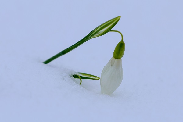 Foto - Çam Dağı'nın eteklerinde mest eden görüntü