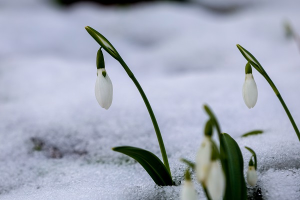 Foto - Çam Dağı'nın eteklerinde mest eden görüntü