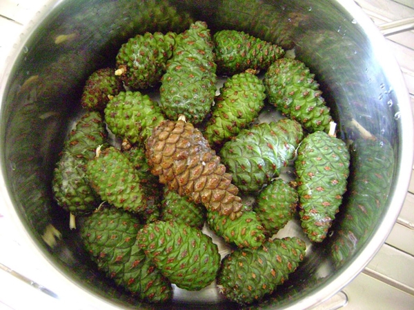 Foto - Çam kozalağından reçel yaptılar!