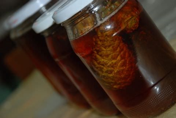 Foto - Çam kozalağından reçel yaptılar!