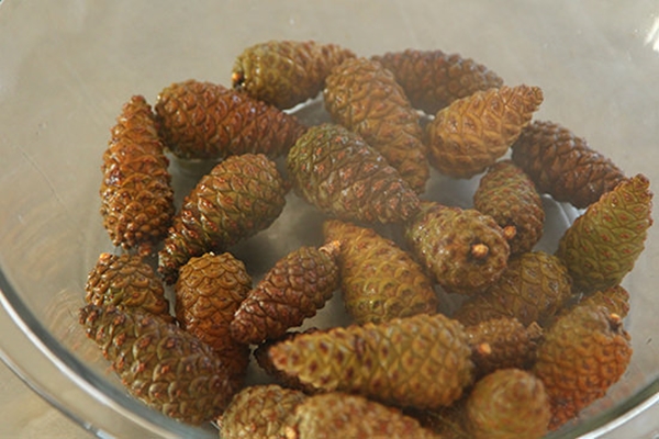 Foto - Çam kozalağından reçel yaptılar!