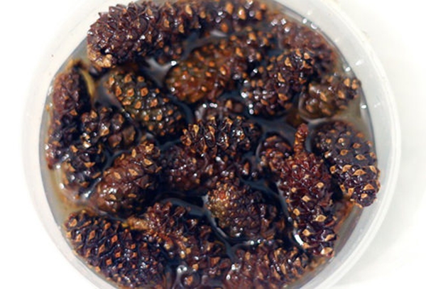 Foto - Çam kozalağından reçel yaptılar!