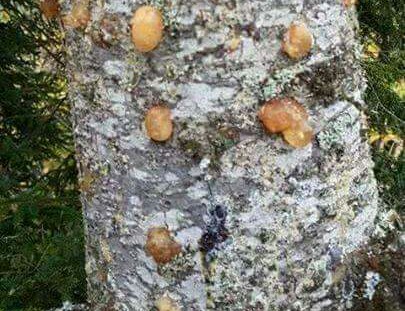 Çam sakızı ve bal karışımının muhteşem faydası