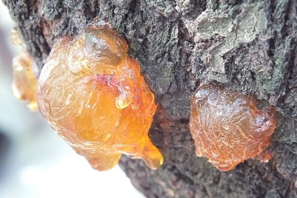 Foto - Çam sakızı ve bal karışımının muhteşem faydası