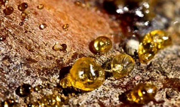 Foto - Çam sakızı ve bal karışımının muhteşem faydası