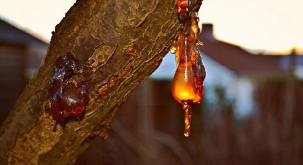 Foto - Çam sakızı ve bal karışımının muhteşem faydası